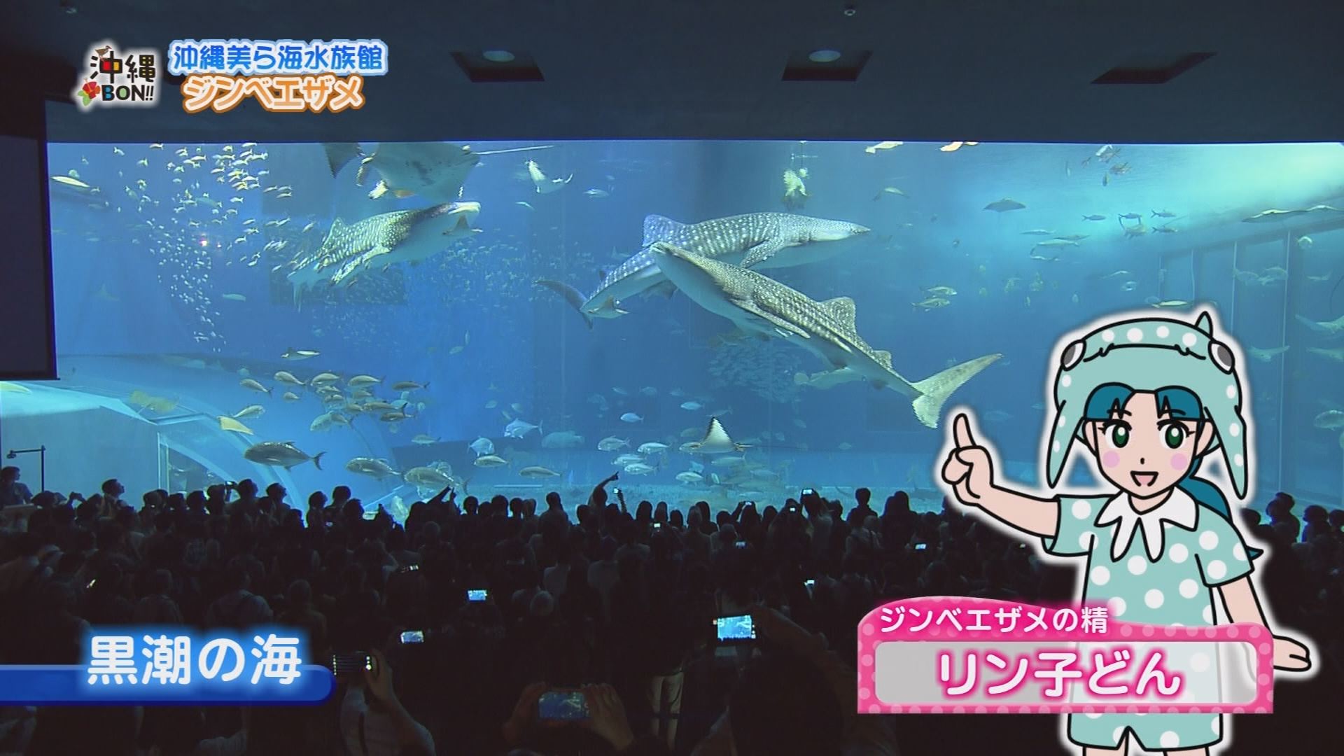 1月9日の沖縄bon わくわくがいっぱい 美ら海水族館 Rbc 琉球放送